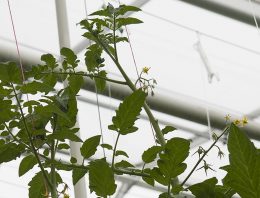 Bladplukken in de kop voor productieverhoging kan maximaal tot eind januari