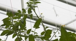 Bladplukken in de kop voor productieverhoging kan maximaal tot eind januari