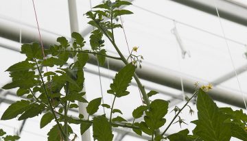 Bladplukken in de kop voor productieverhoging kan maximaal tot eind januari