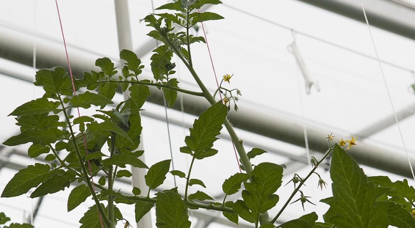 Bladplukken in de kop voor productieverhoging kan maximaal tot eind januari