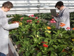 Botrytismiddelen werken bij potgerbera; nu toelating nog