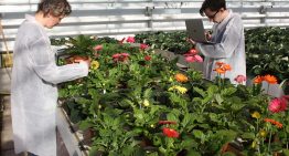 Botrytismiddelen werken bij potgerbera; nu toelating nog