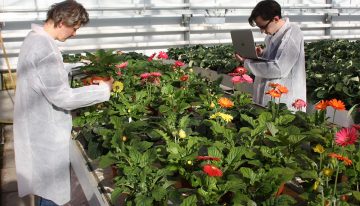 Botrytismiddelen werken bij potgerbera; nu toelating nog