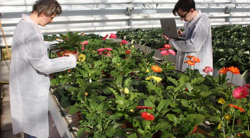 Botrytismiddelen werken bij potgerbera; nu toelating nog