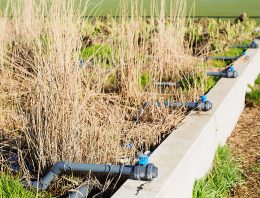 Coöperatie tuinbouwwaterzuivering in Monster opgericht