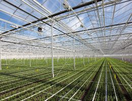 Grootste chrysantenkwekerij van Nederland in recordtijd gerealiseerd