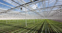 Grootste chrysantenkwekerij van Nederland in recordtijd gerealiseerd