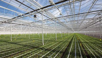 Grootste chrysantenkwekerij van Nederland in recordtijd gerealiseerd