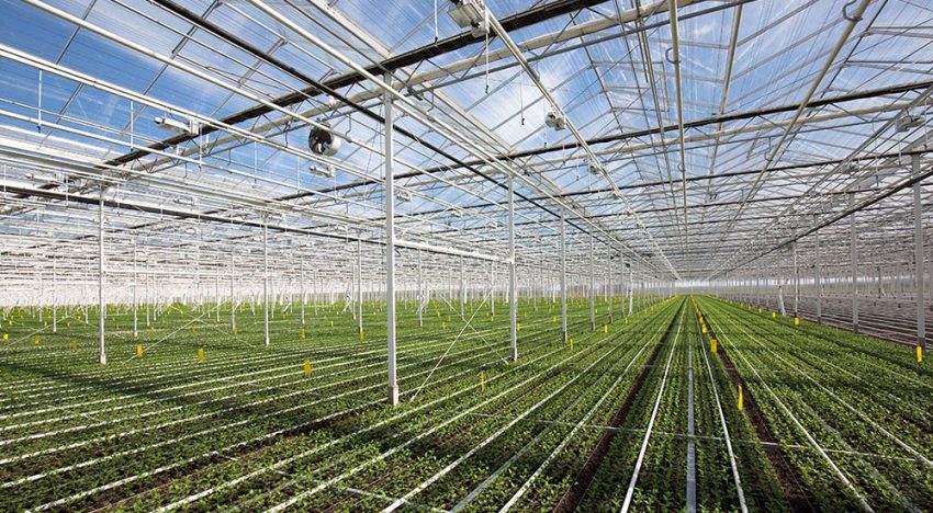 Grootste chrysantenkwekerij van Nederland in recordtijd gerealiseerd