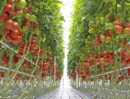 Bayer opent centra voor trostomaten in Nederland en België
