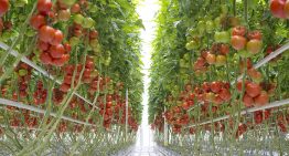 Bayer opent centra voor trostomaten in Nederland en België