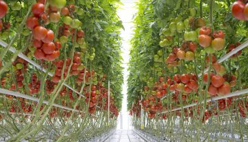 Bayer opent centra voor trostomaten in Nederland en België