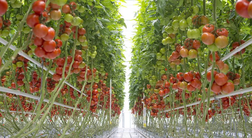 Bayer opent centra voor trostomaten in Nederland en België