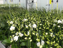 Huidige praktijk koeling phalaenopsis eigenlijk zo gek nog niet