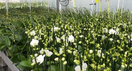 Huidige praktijk koeling phalaenopsis eigenlijk zo gek nog niet