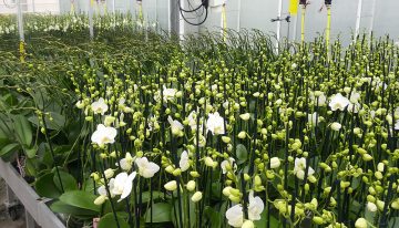 Huidige praktijk koeling phalaenopsis eigenlijk zo gek nog niet