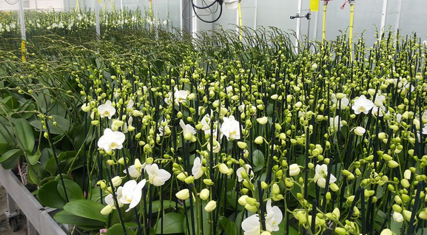 Huidige praktijk koeling phalaenopsis eigenlijk zo gek nog niet