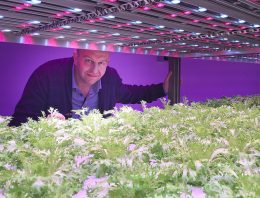 Gaat meerlagenteelt met LED’s de traditionele kas vervangen?