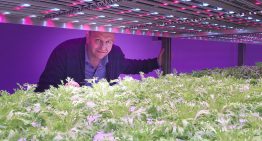 Gaat meerlagenteelt met LED’s de traditionele kas vervangen?