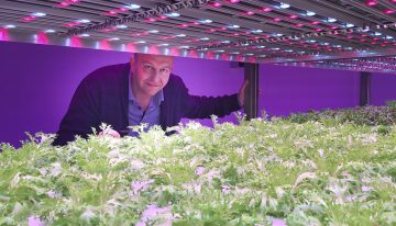 Gaat meerlagenteelt met LED’s de traditionele kas vervangen?