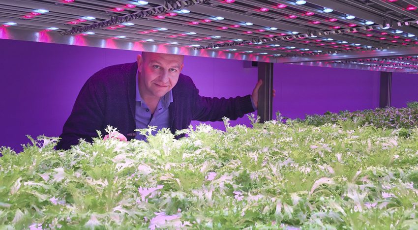Gaat meerlagenteelt met LED’s de traditionele kas vervangen?