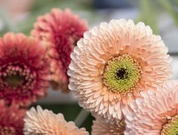 Plantum blij met uitspraak EU-lidstaten