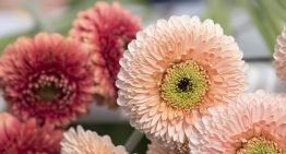 Plantum blij met uitspraak EU-lidstaten