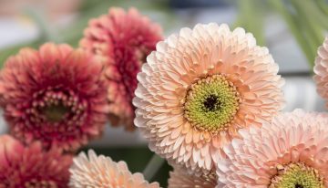 Plantum blij met uitspraak EU-lidstaten