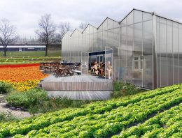 Amsterdam lanceert platform voor stadslandbouw en voedsel