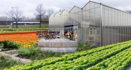 Amsterdam lanceert platform voor stadslandbouw en voedsel