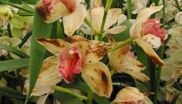 Ziekteverwekkers plantenvirussen en viroïden vragen continu om aandacht