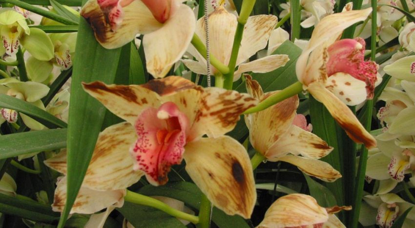 Ziekteverwekkers plantenvirussen en viroïden vragen continu om aandacht Ziekteverwekkers plantenvirussen en viroïden vragen continu om aandacht