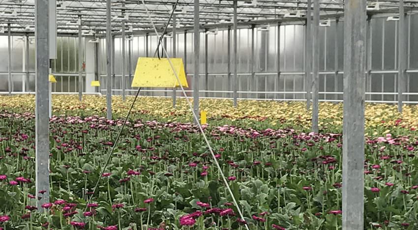Zwavel verdampen vermindert noodzaak chemische correctie Zwavel verdampen vermindert noodzaak chemische correctie