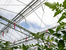 Hoogproductieve tomatenteelt mogelijk met 10 kuub gas per m2