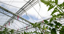 Hoogproductieve tomatenteelt mogelijk met 10 kuub gas per m2