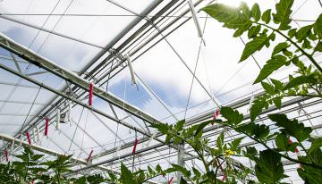 Hoogproductieve tomatenteelt mogelijk met 10 kuub gas per m2