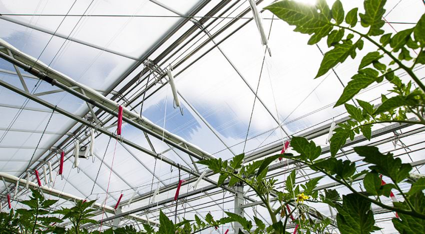Hoogproductieve tomatenteelt mogelijk met 10 kuub gas per m2 Hoogproductieve tomatenteelt mogelijk met 10 kuub gas per m2