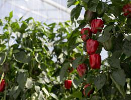 Paprika-oogstrobot getest in Belgische kas