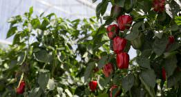 Paprika-oogstrobot getest in Belgische kas