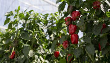 Paprika-oogstrobot getest in Belgische kas