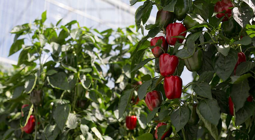 Paprika-oogstrobot getest in Belgische kas Paprika-oogstrobot getest in Belgische kas