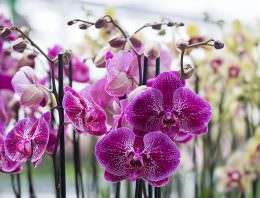 13 orchideeënkwekers organiseren samen Orchid Inspiration Days