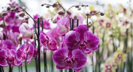 13 orchideeënkwekers organiseren samen Orchid Inspiration Days