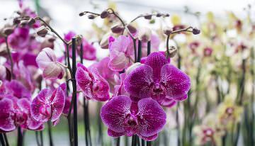 13 orchideeënkwekers organiseren samen Orchid Inspiration Days