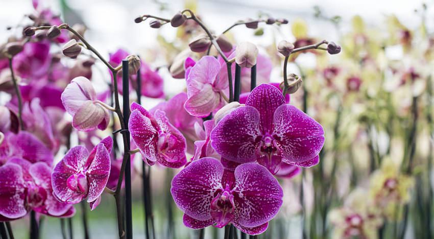 13 orchideeënkwekers organiseren samen Orchid Inspiration Days