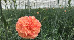 Inzet Admire in de glastuinbouw een stap dichterbij