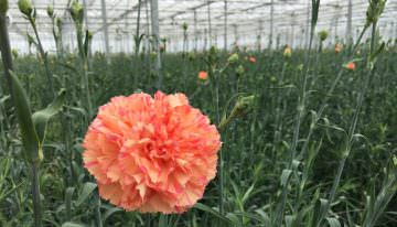 Inzet Admire in de glastuinbouw een stap dichterbij