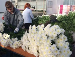 Prima kwaliteit chrysanten, ondanks halvering energie-input