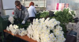 Prima kwaliteit chrysanten, ondanks halvering energie-input