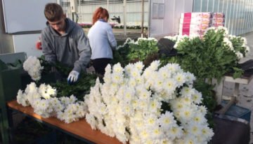 Prima kwaliteit chrysanten, ondanks halvering energie-input